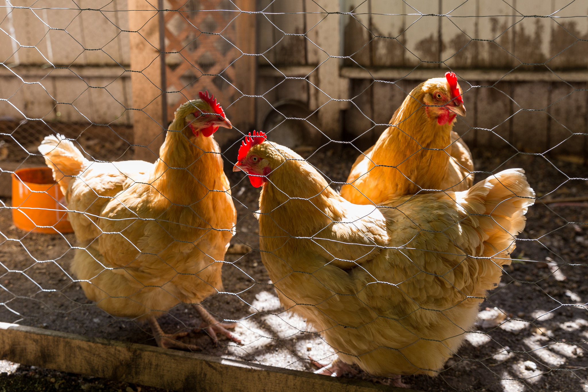 Want backyard chickens? Here’s what you need to know.