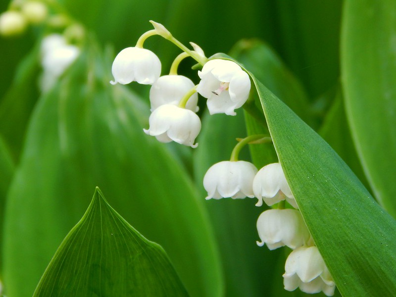 Little known truths about lilies of the valley