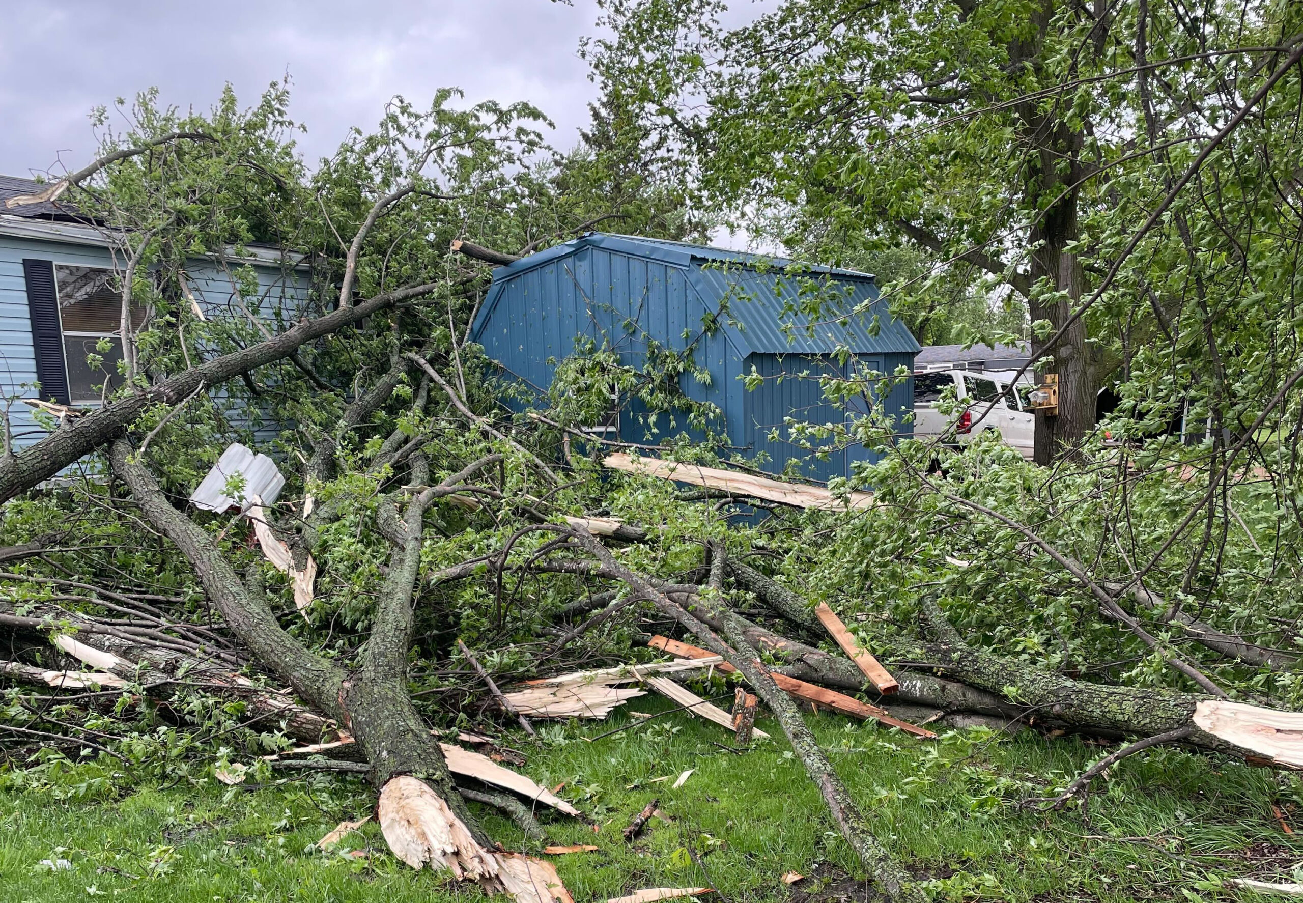 Downed trees cover a roof and shed in Unity
