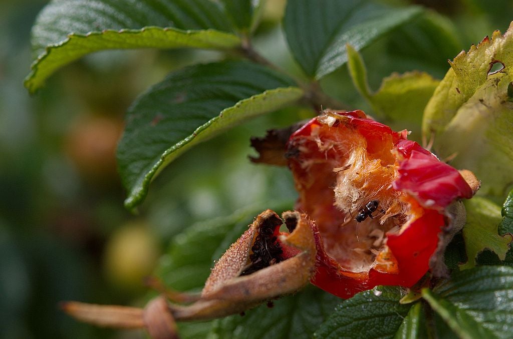 Rose hip with an insect