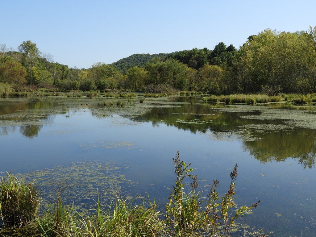 A pond on a summer day. There are weeds and scum around the edges. There are small hills beyond the pond.
