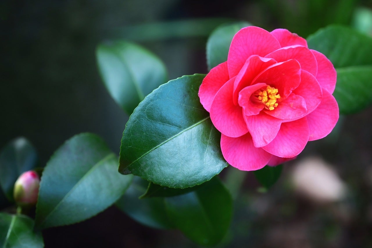 Japanese camellia plant and flower.
