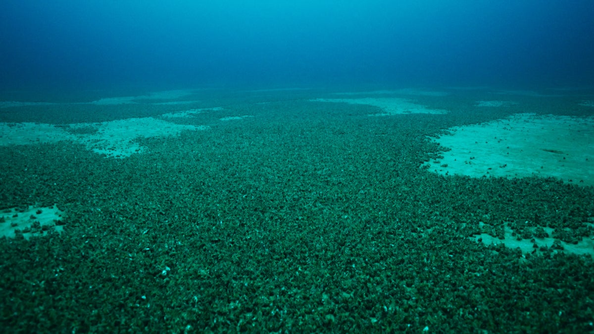 The bottom of a lake covered in a carpet of quagga mussels
