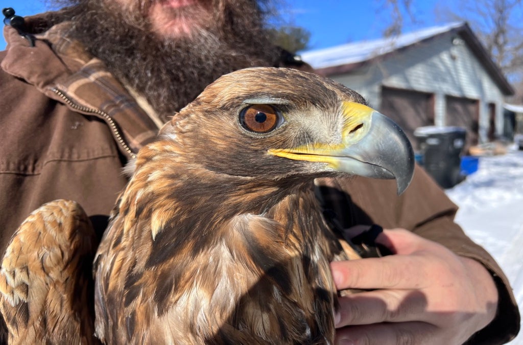 A person holding a large brown bird of prey with a sharp beak and bright eyes, standing outside on a snowy day.