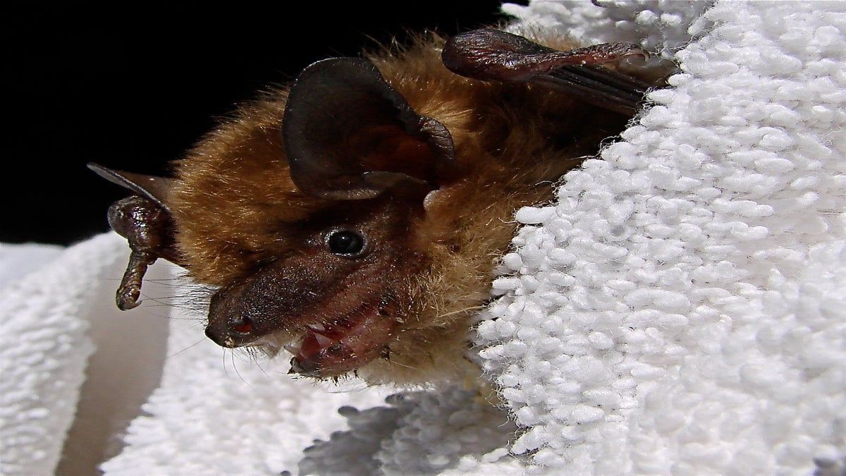 A small brown bat peeks out from a soft white towel, its ears alert and eyes open.