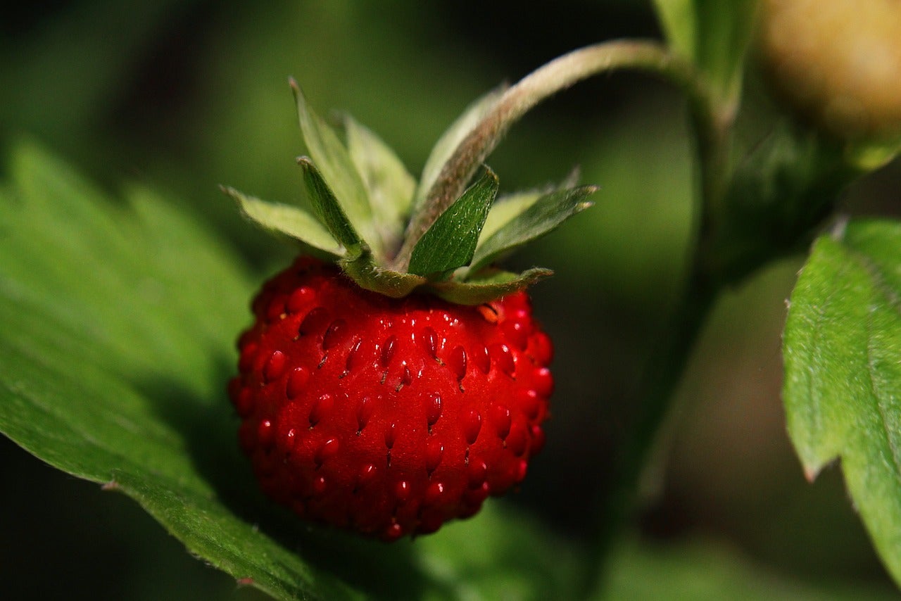 Close-up of a ripe, red wild strawberry with green leaves in the background.