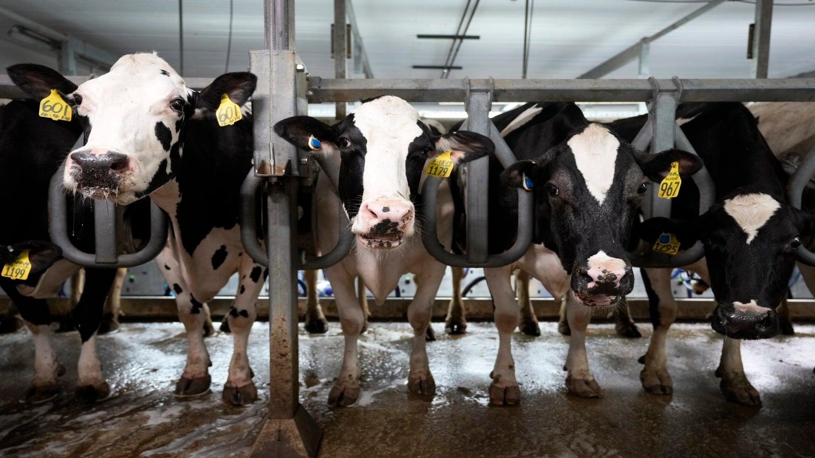 Four dairy cows stand in a row inside a milking parlor, each with a numbered yellow ear tag and their heads framed by metal milking stalls.
