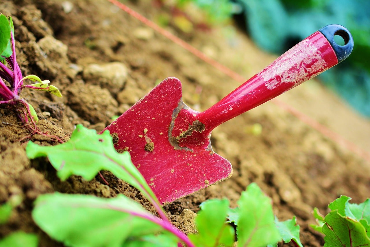 Red gardening trowel stuck in soil, surrounded by green leaves, with a thin red string in the background for planting alignment.
