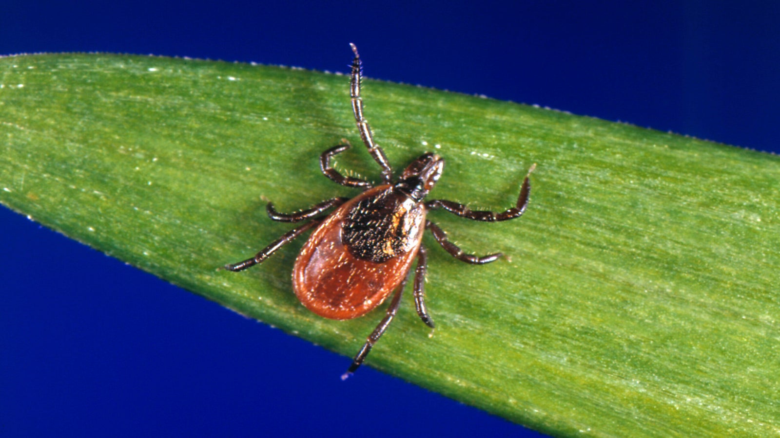 Close-up of a tick with a reddish-brown body and dark legs on a green blade of grass against a blue background.