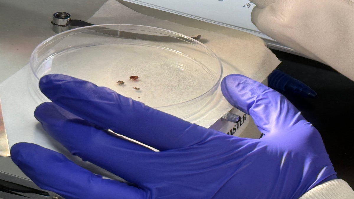 A gloved hand holds a petri dish containing small brown specimens, with laboratory papers and a pen visible in the background.