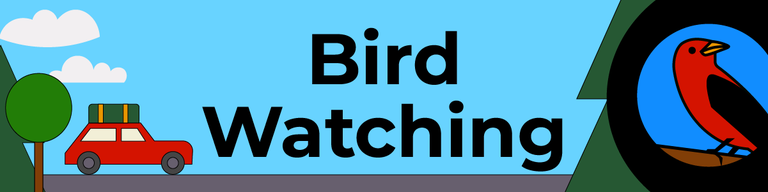 A red car under clouds and trees on the left; large text Bird Watching in the center; stylized red bird illustration in a blue circle on the right.