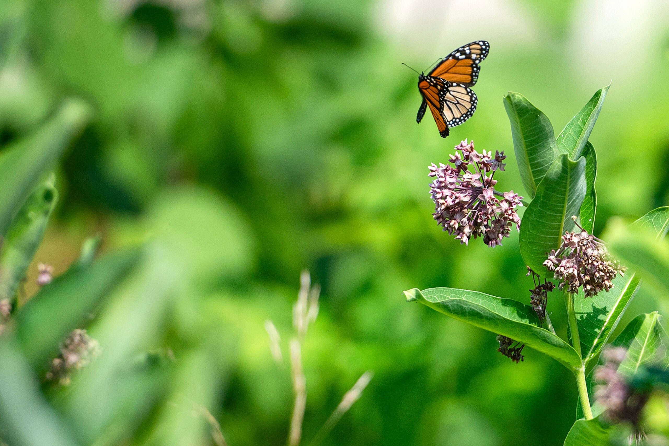 A monarch butterfly flies above a cluster of purple milkweed flowers surrounded by green leaves.