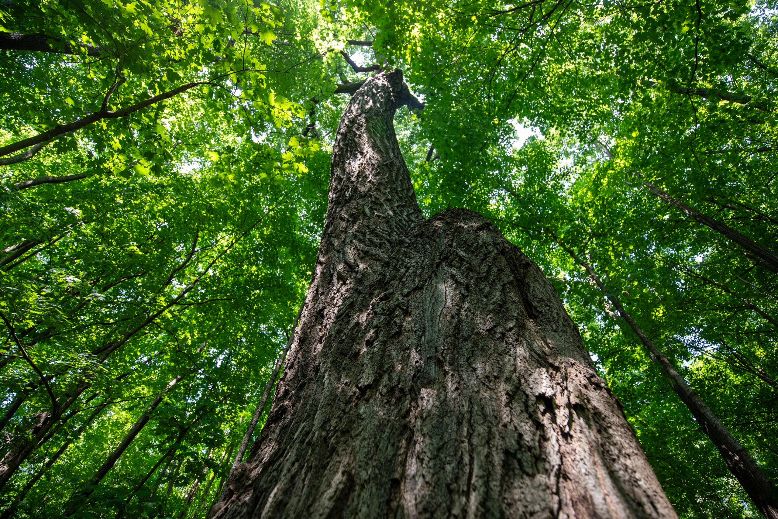 Low-angle view of a tall tree with textured bark, surrounded by dense green foliage in a forest.