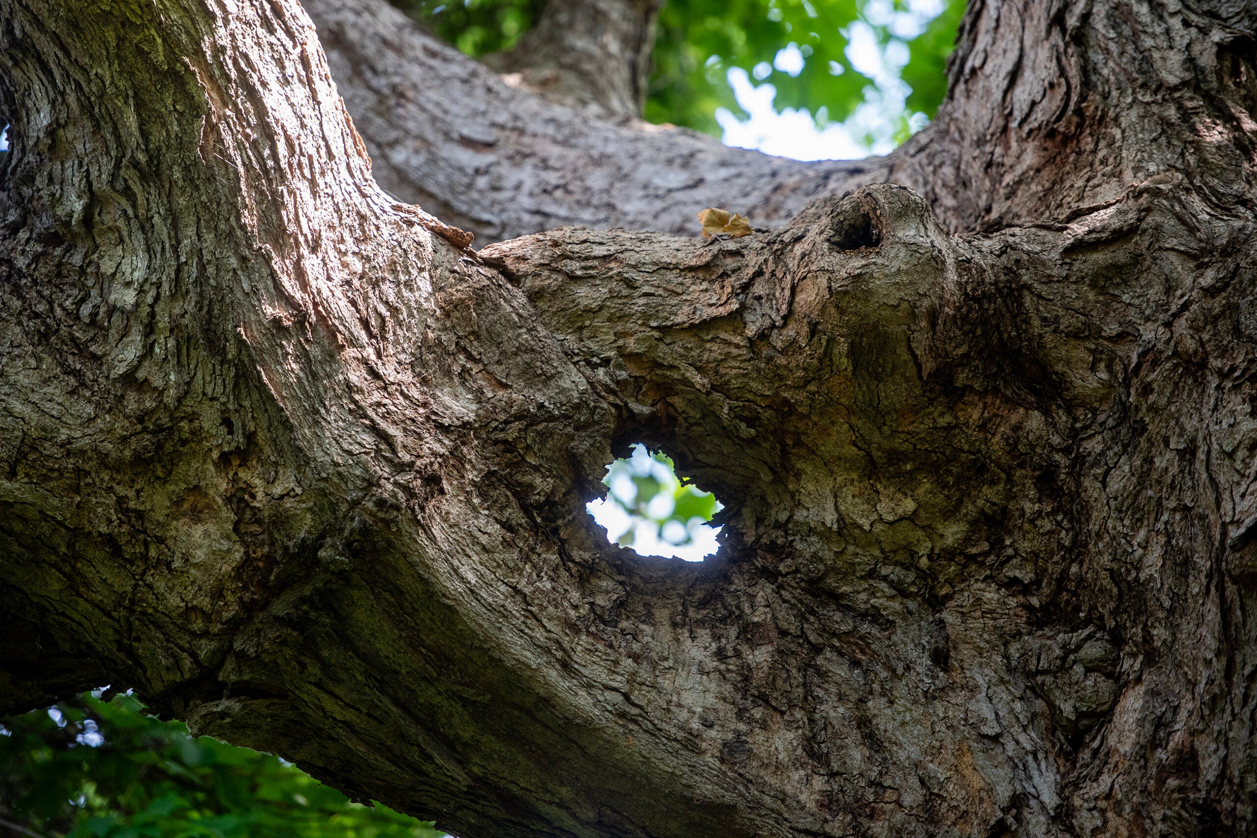 Close-up of a large tree branch with a round hole through the wood, showing green leaves and sky in the background.