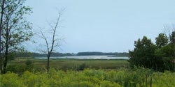 A landscape view of a wetland with tall grasses and trees in the foreground, a body of water in the middle, and a distant tree line under a clear sky.