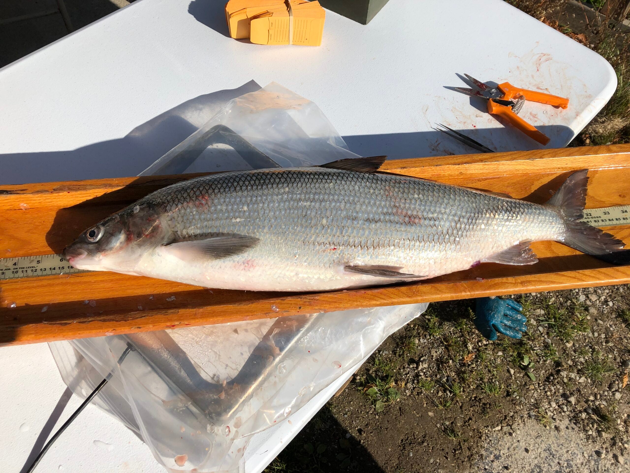 A large fish lies on a measuring board on a white table, with a pair of pliers, orange-handled tool, and yellow boxes nearby.