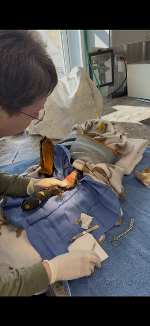 A person wearing gloves performs a medical procedure on an animal lying on a blanket with medical tools arranged nearby.