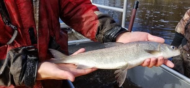 Person holding a silvery fish with both hands near a body of water; only the persons arms and hands are visible.