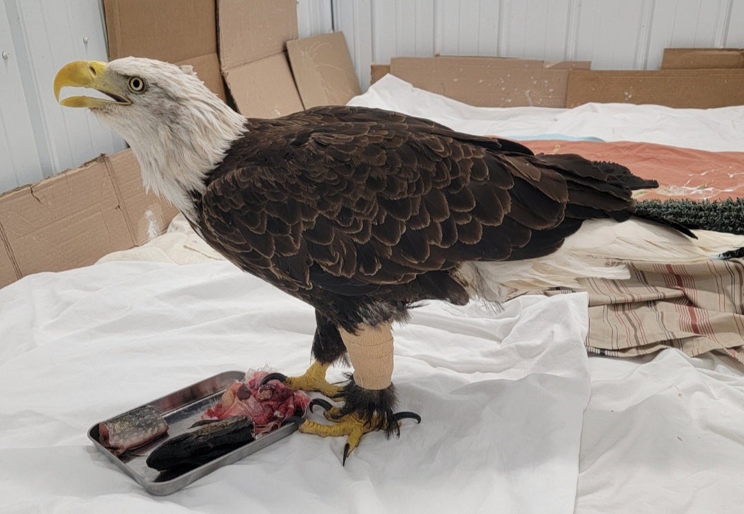 A bald eagle with bandaged legs stands on a white sheet next to a metal tray containing pieces of food in an indoor setting.