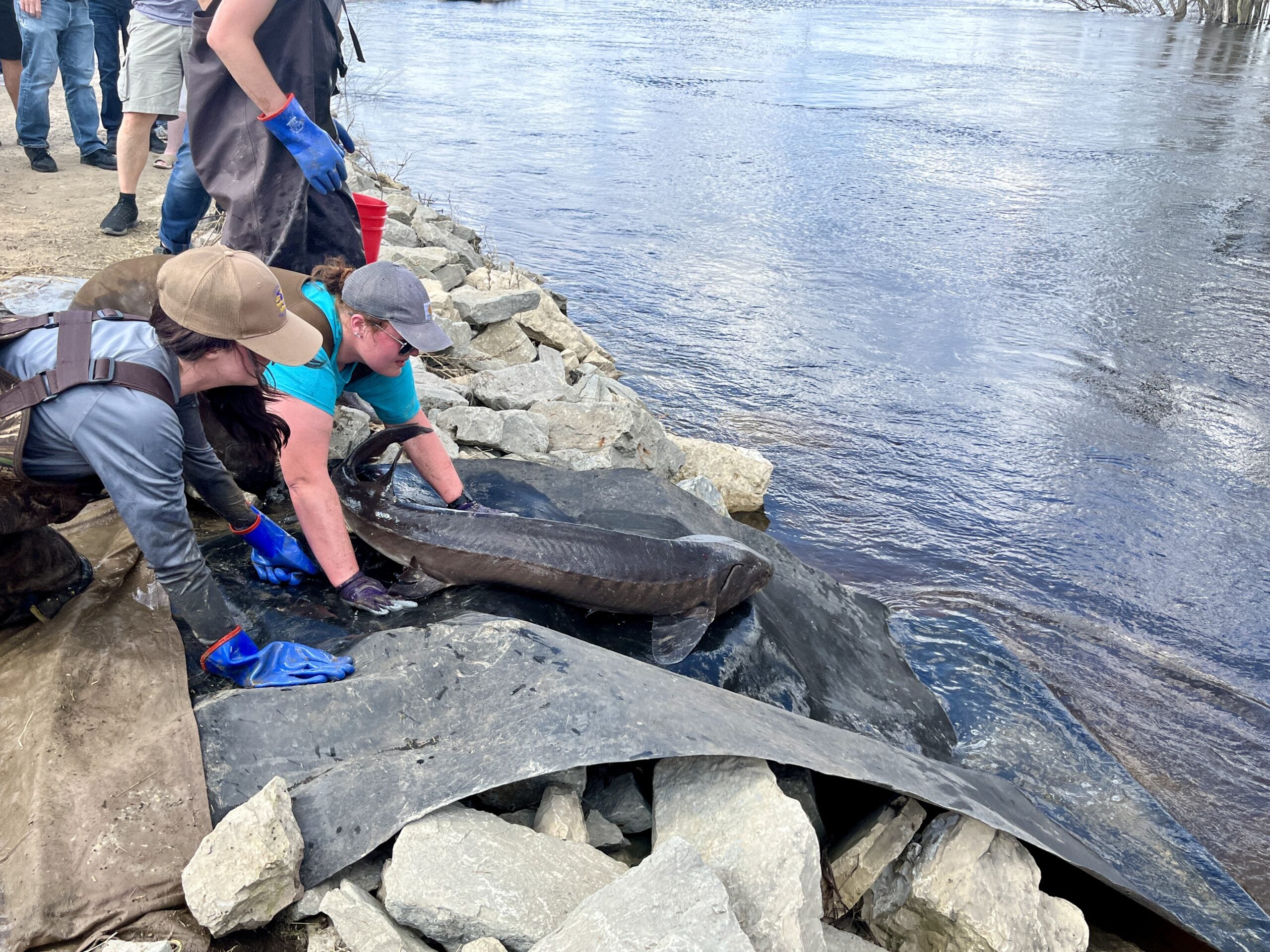 Several people wearing gloves handle a large fish, likely a sturgeon, on rocks by the edge of a river.