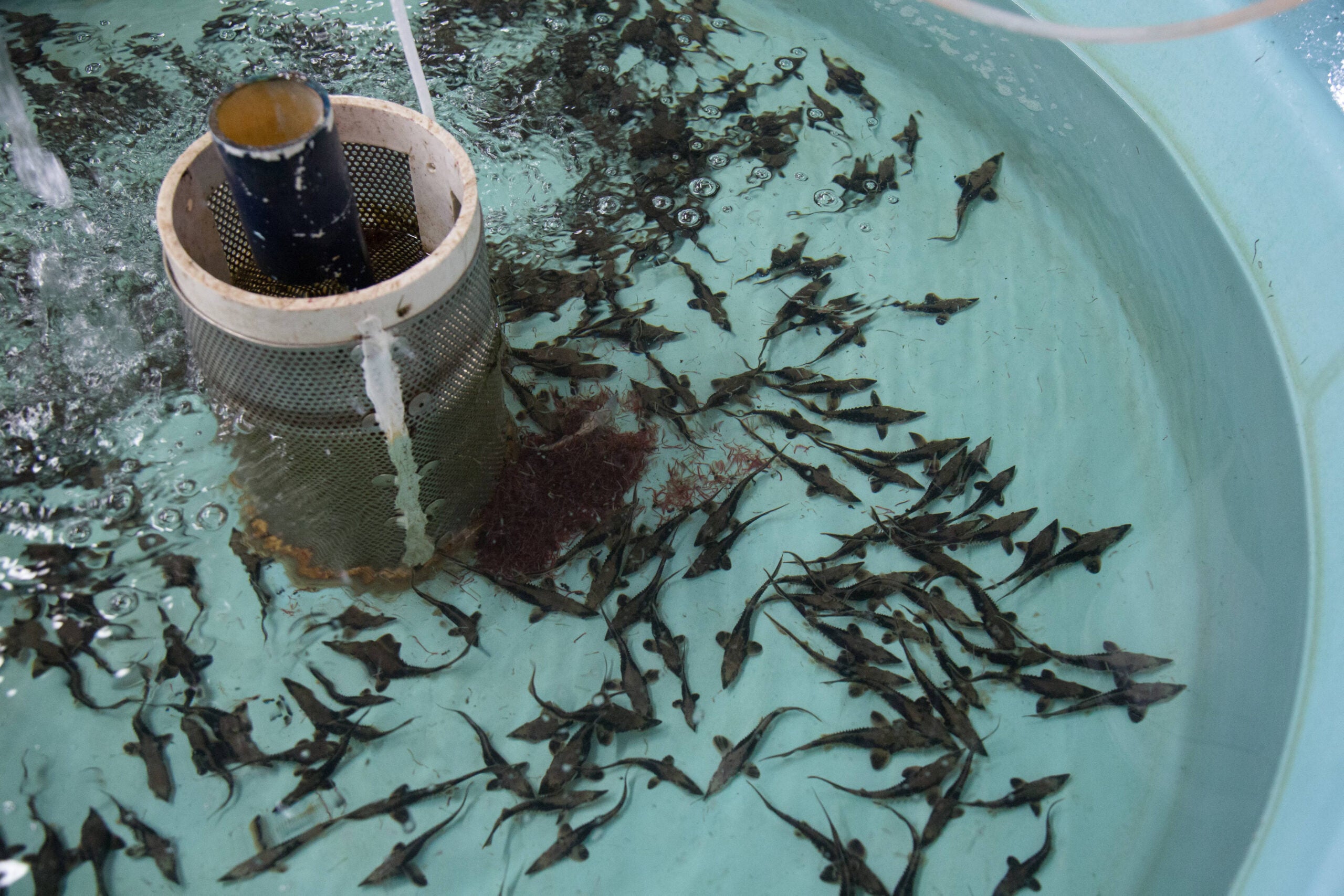 A group of small fish are swimming in a light blue circular tank, gathered around a cylindrical filter with water flowing into the tank.