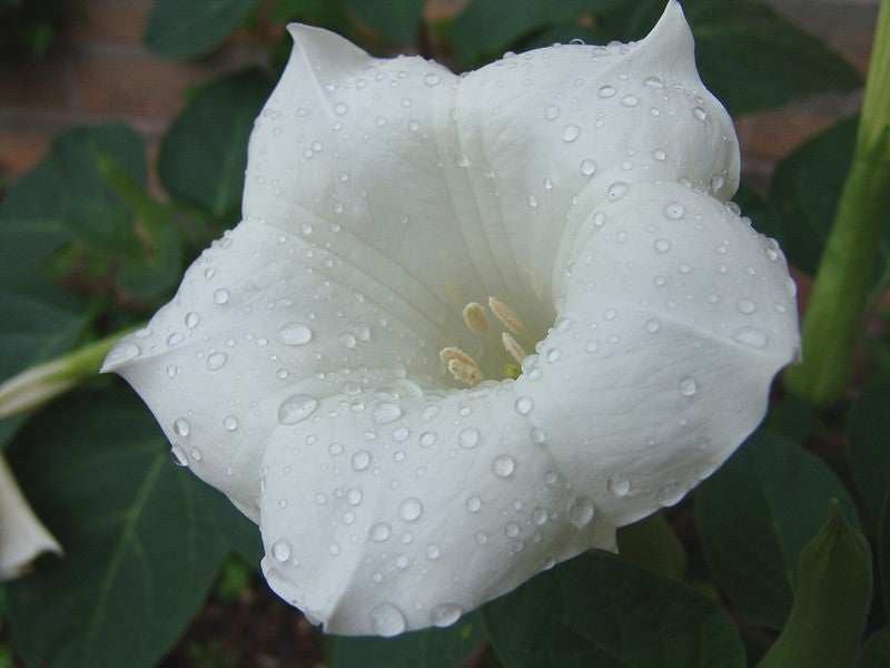 A close-up of a white flower with raindrops on its petals, surrounded by green leaves.