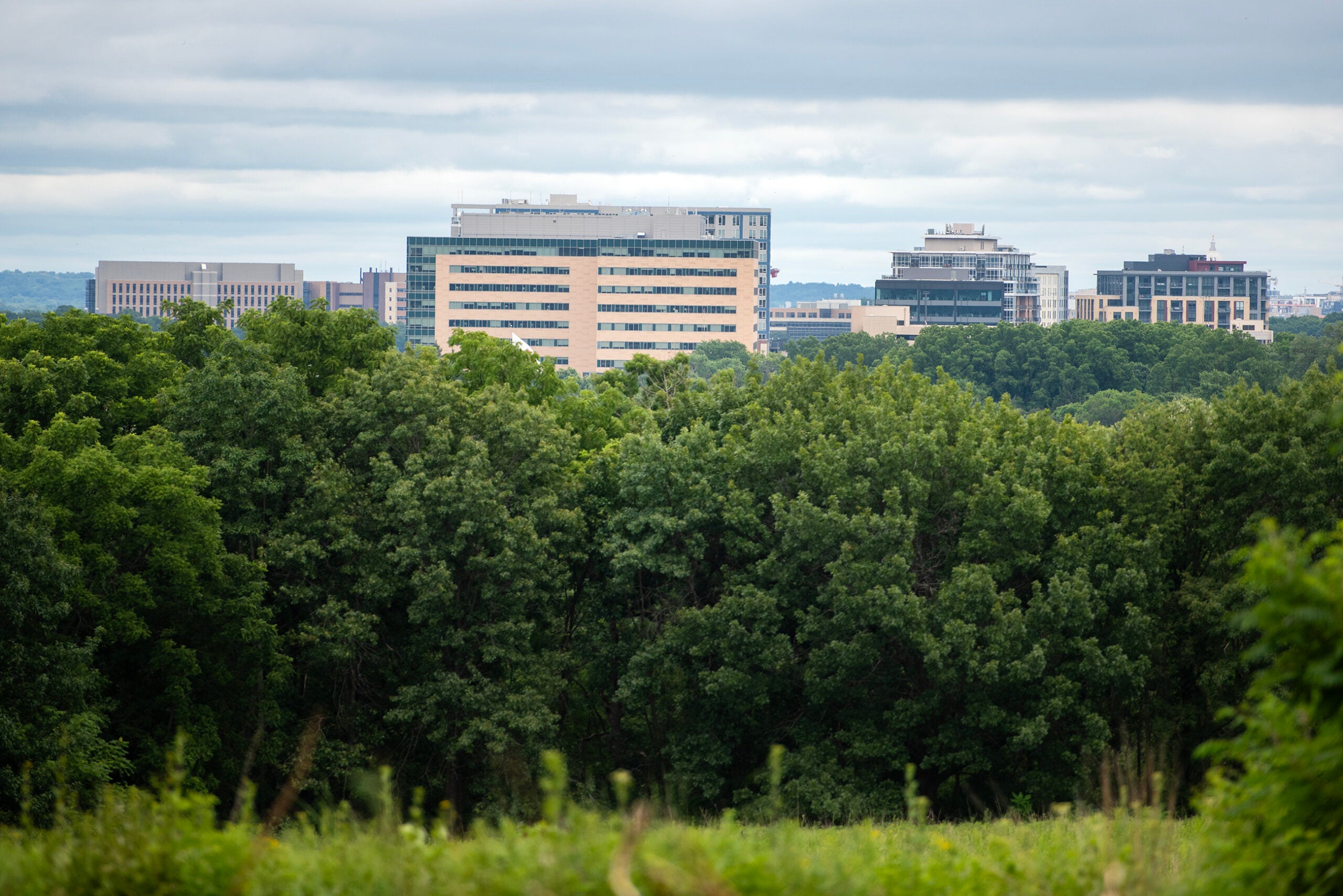 Office buildings in the distance rise above a dense green forest under a cloudy sky.