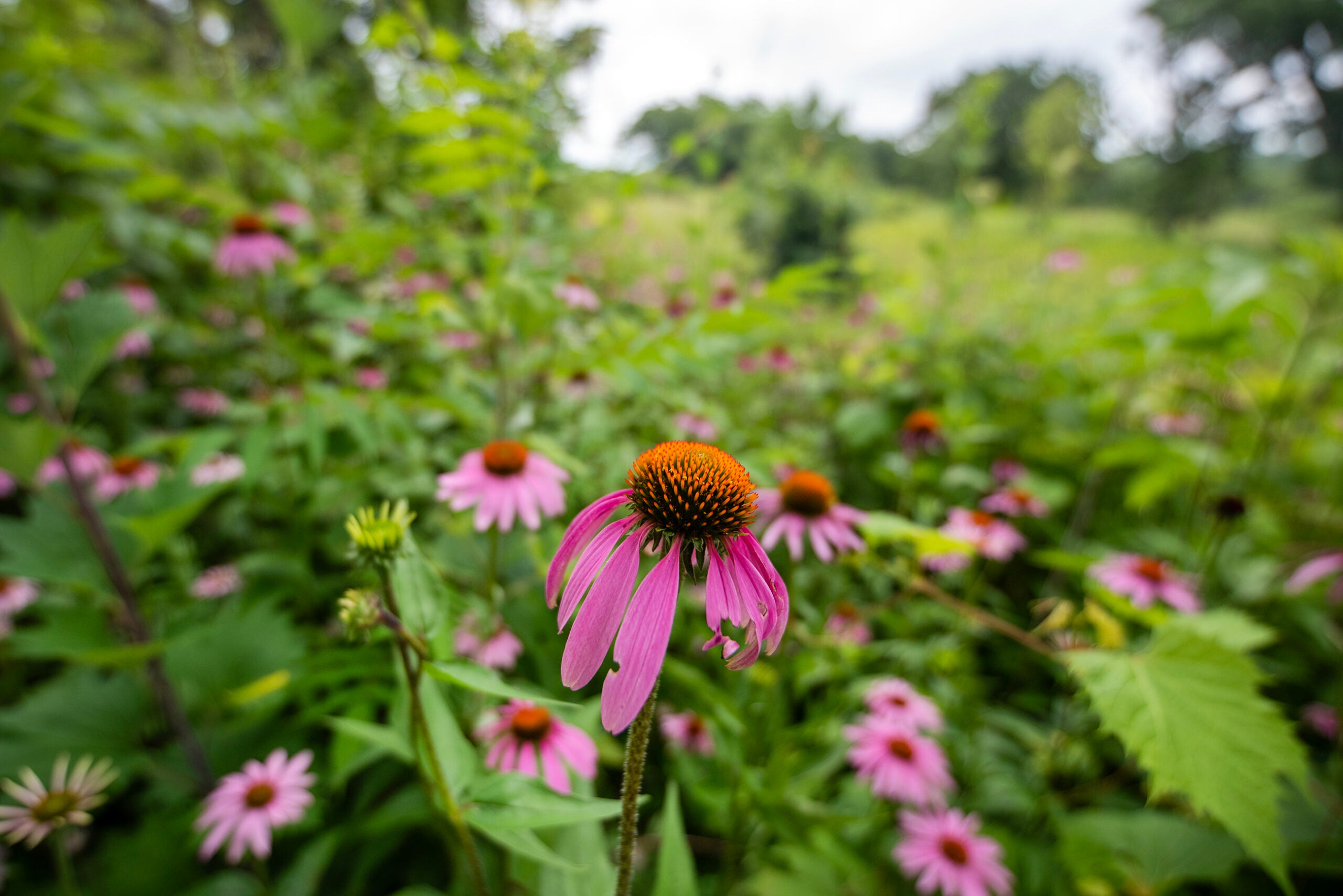 Pink coneflowers with orange centers grow in a green, leafy field, with one flower in sharp focus and others blurred in the background.
