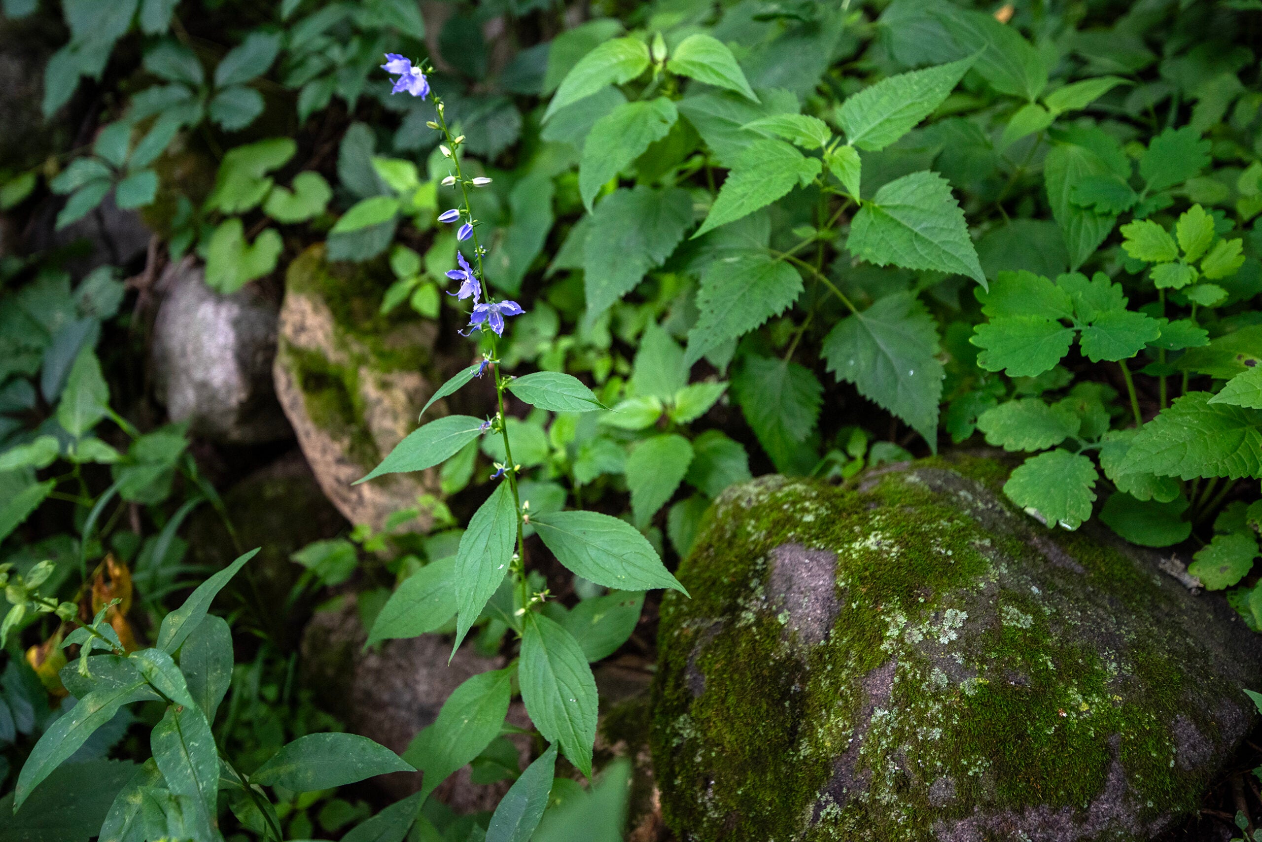 A single purple wildflower grows among green leafy plants and moss-covered rocks in a forested area.