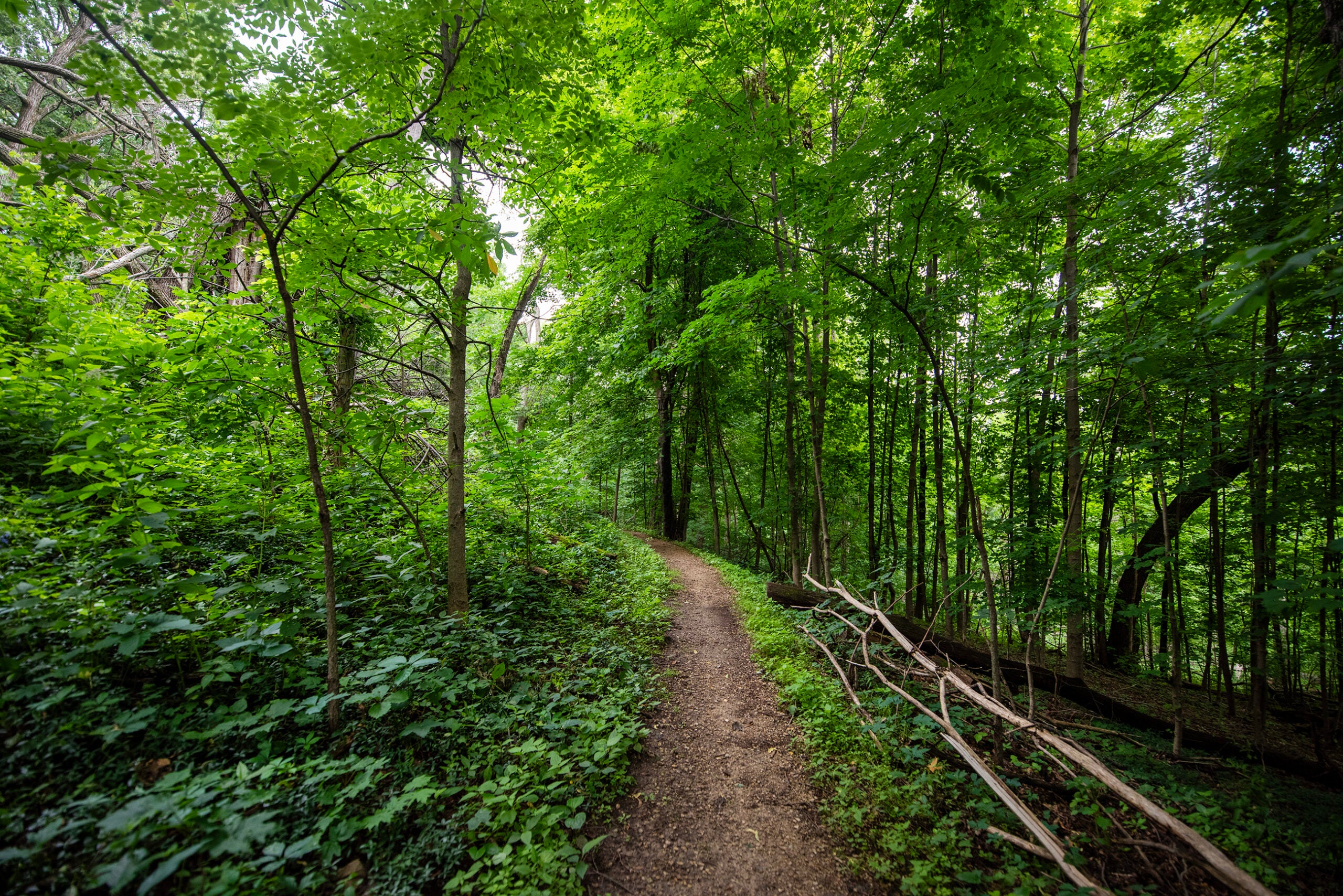 A narrow dirt path winds through a dense forest with green trees and undergrowth on a sunny day.