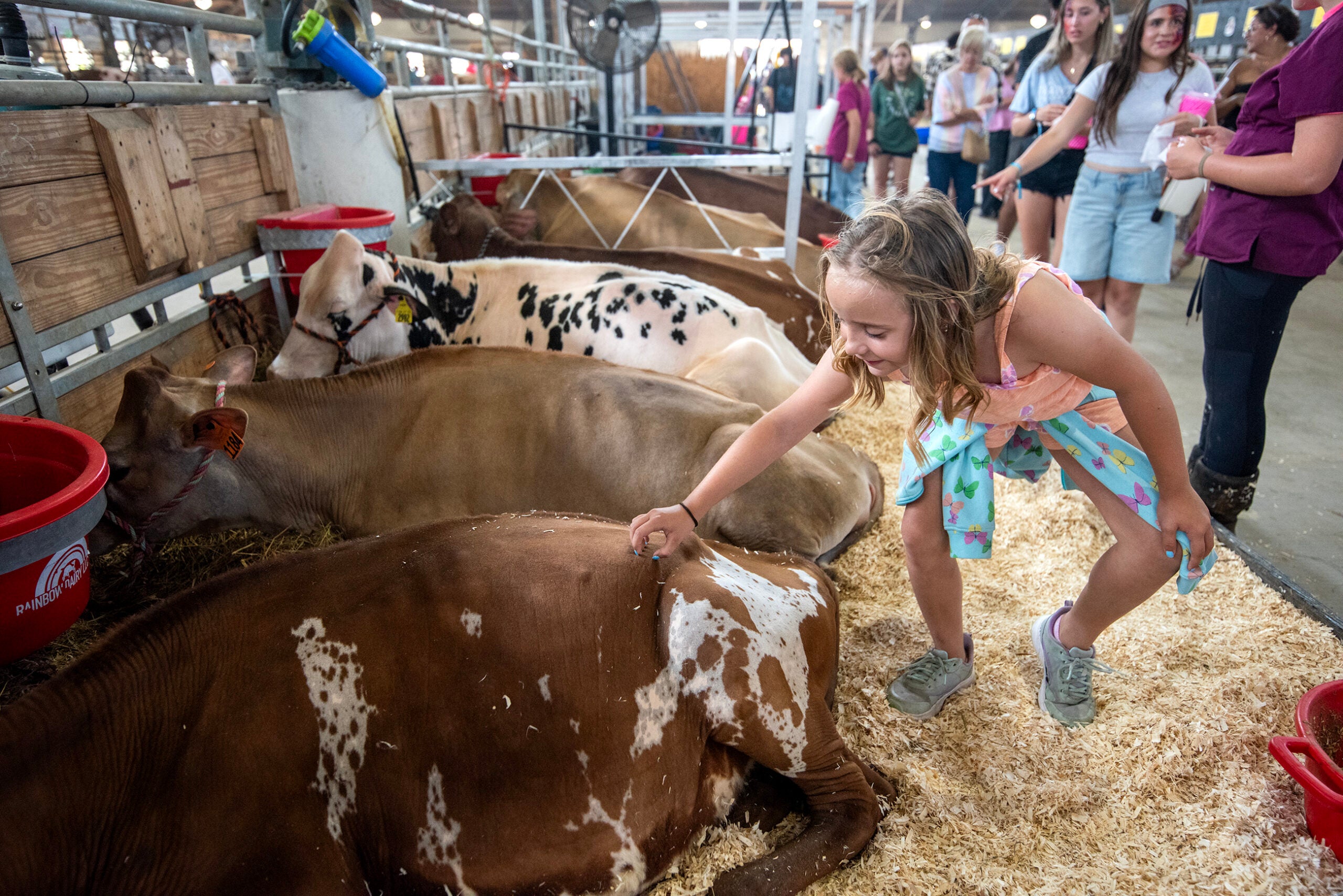 A young girl pets a cow in a barn at a livestock event, with other cows lying nearby and people walking in the background.