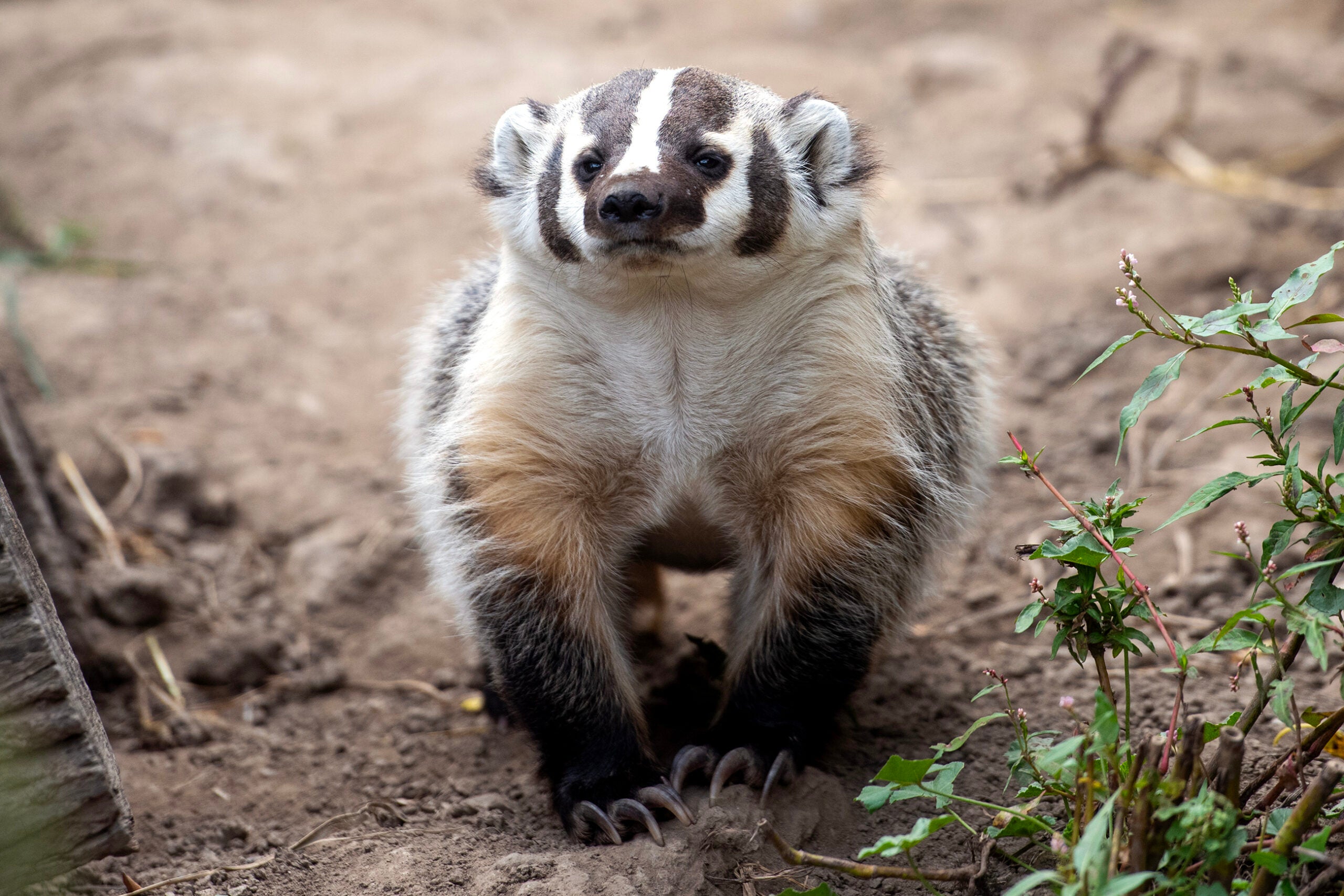 An American badger stands on dirt, facing forward, with plants and wooden branches nearby.