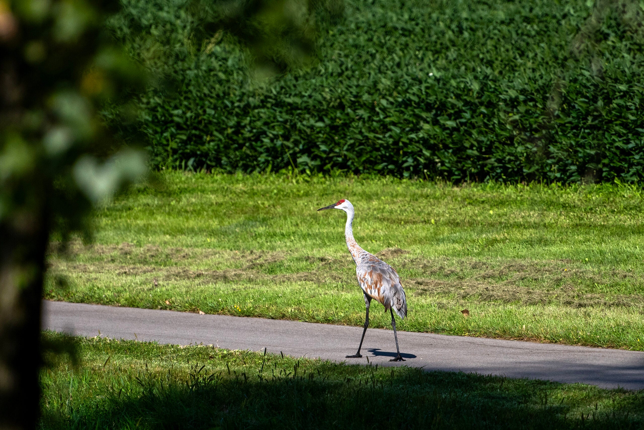 A sandhill crane walks alone on a paved path through a grassy area with dense green foliage in the background.
