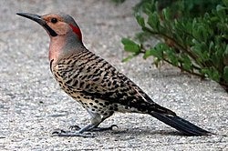 A Northern Flicker woodpecker stands on a concrete surface, showing its spotted belly, black markings, and a red patch on the back of its head. Green foliage is in the background.