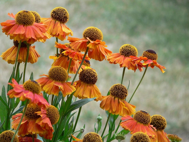 Cluster of orange and yellow Helenium flowers with brown centers growing outdoors against a blurred grassy background.