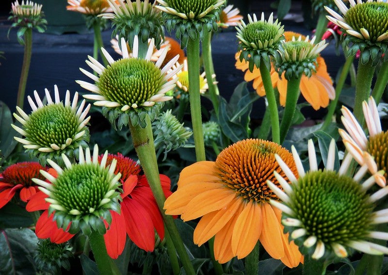 Going beyond mums: These trees, shrubs and flowers  create a kaleidoscope of color in your fall garden