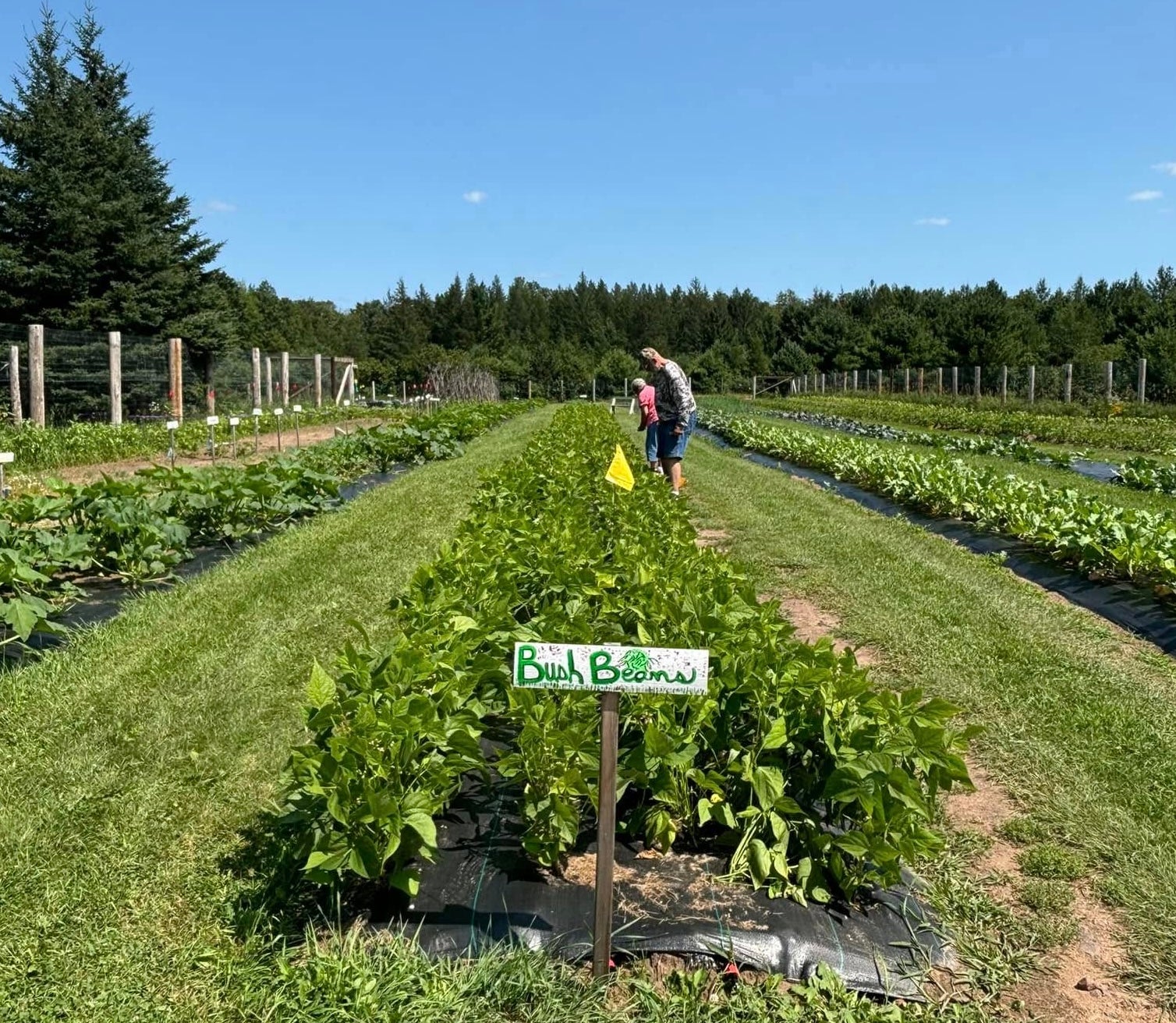 Rows of bush bean plants grow in a farm field under a clear sky, with people picking among the rows and a sign labeled Bush Beans in the foreground.