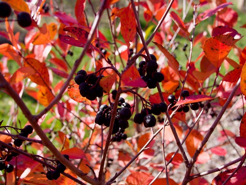 Clusters of dark berries grow on thin branches surrounded by vibrant red and orange leaves.