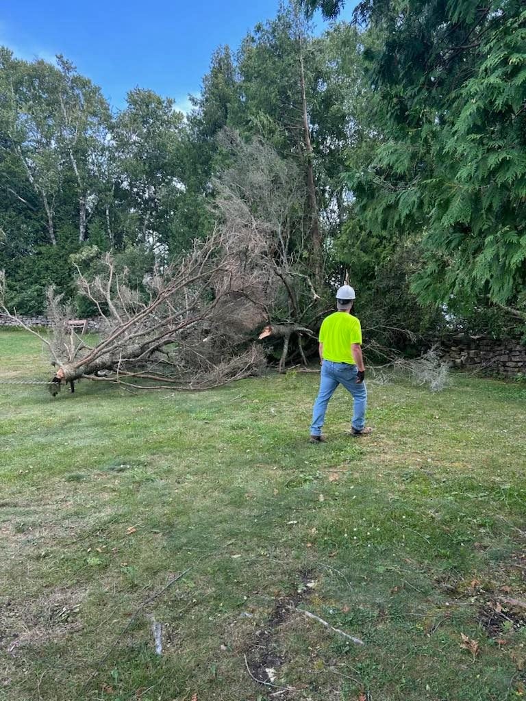 A person in a hard hat and neon shirt stands on grass near a large fallen tree, with other trees and greenery in the background.