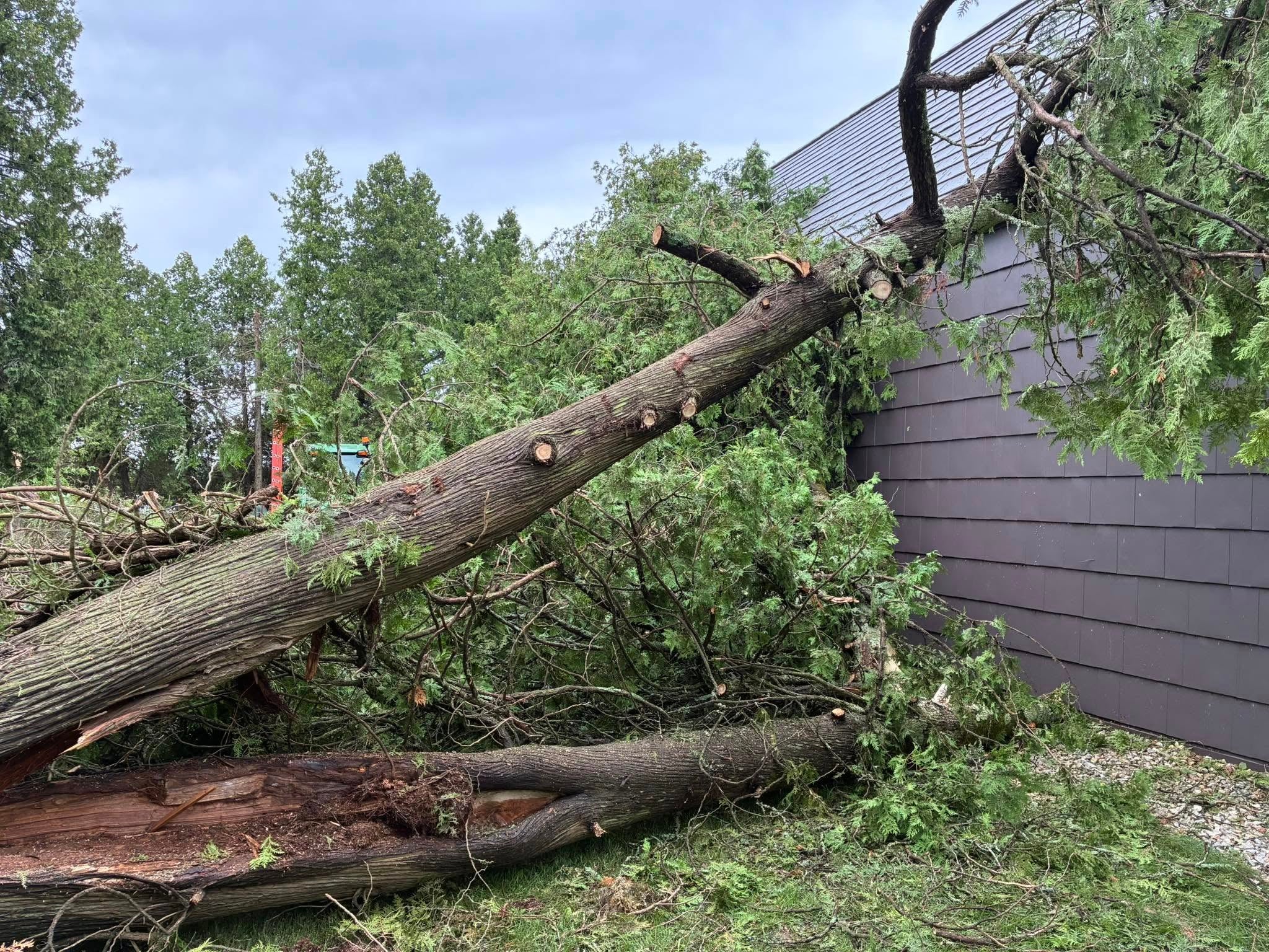 A large tree has fallen onto the side of a building, with branches and debris scattered on the ground.