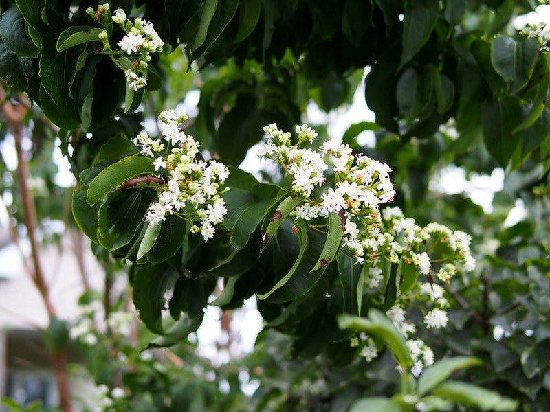 Close-up of a tree branch with clusters of small white flowers and green leaves against a blurred background.