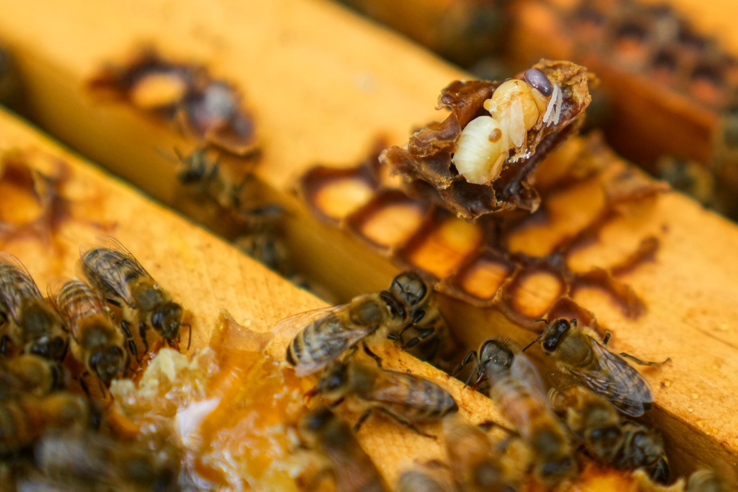 Close-up of honeybees on a hive frame, with one cell opened to reveal a developing bee larva.