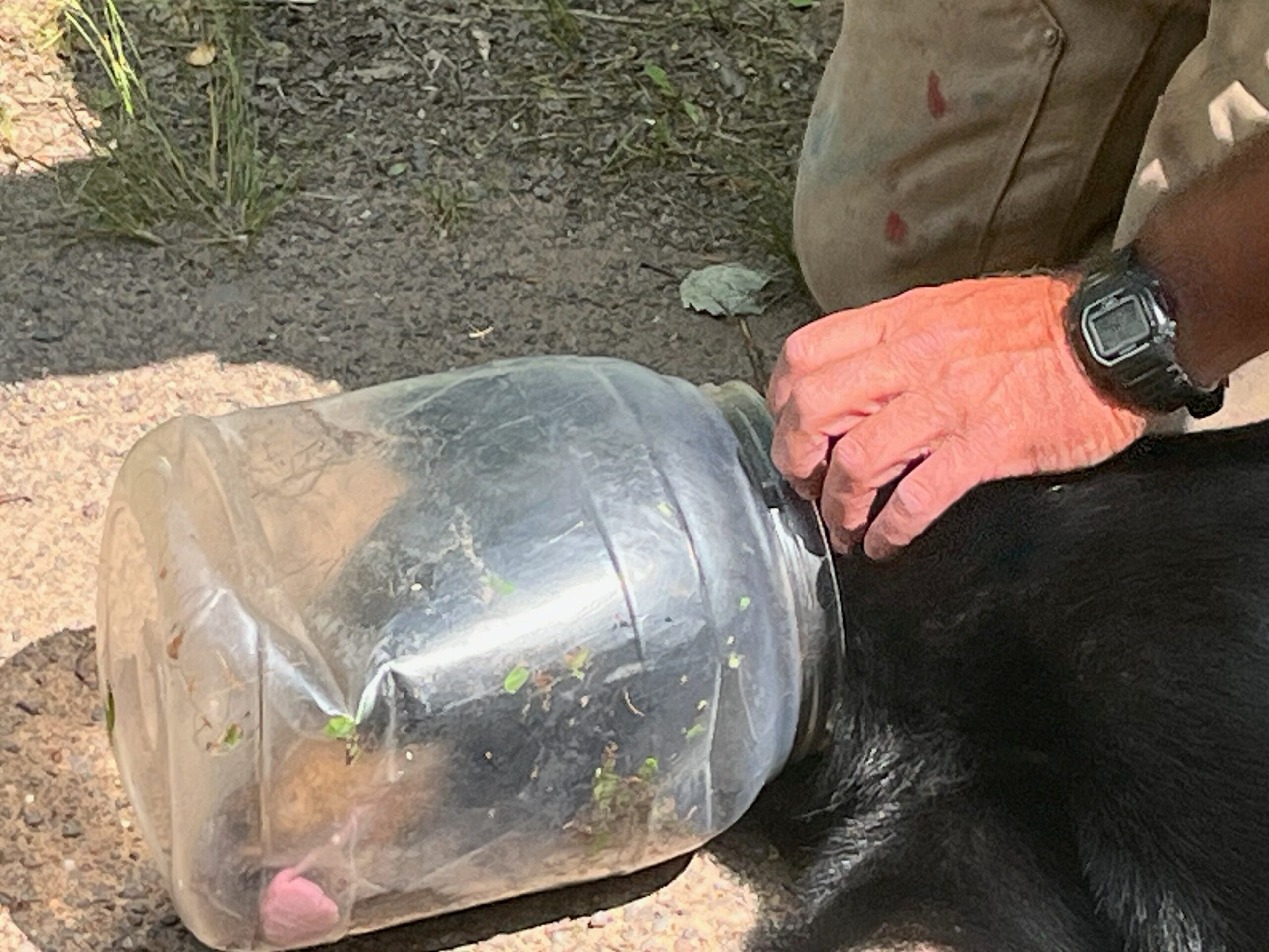 A person wearing gloves helps a black bear whose head is stuck inside a large clear plastic jar on the ground.