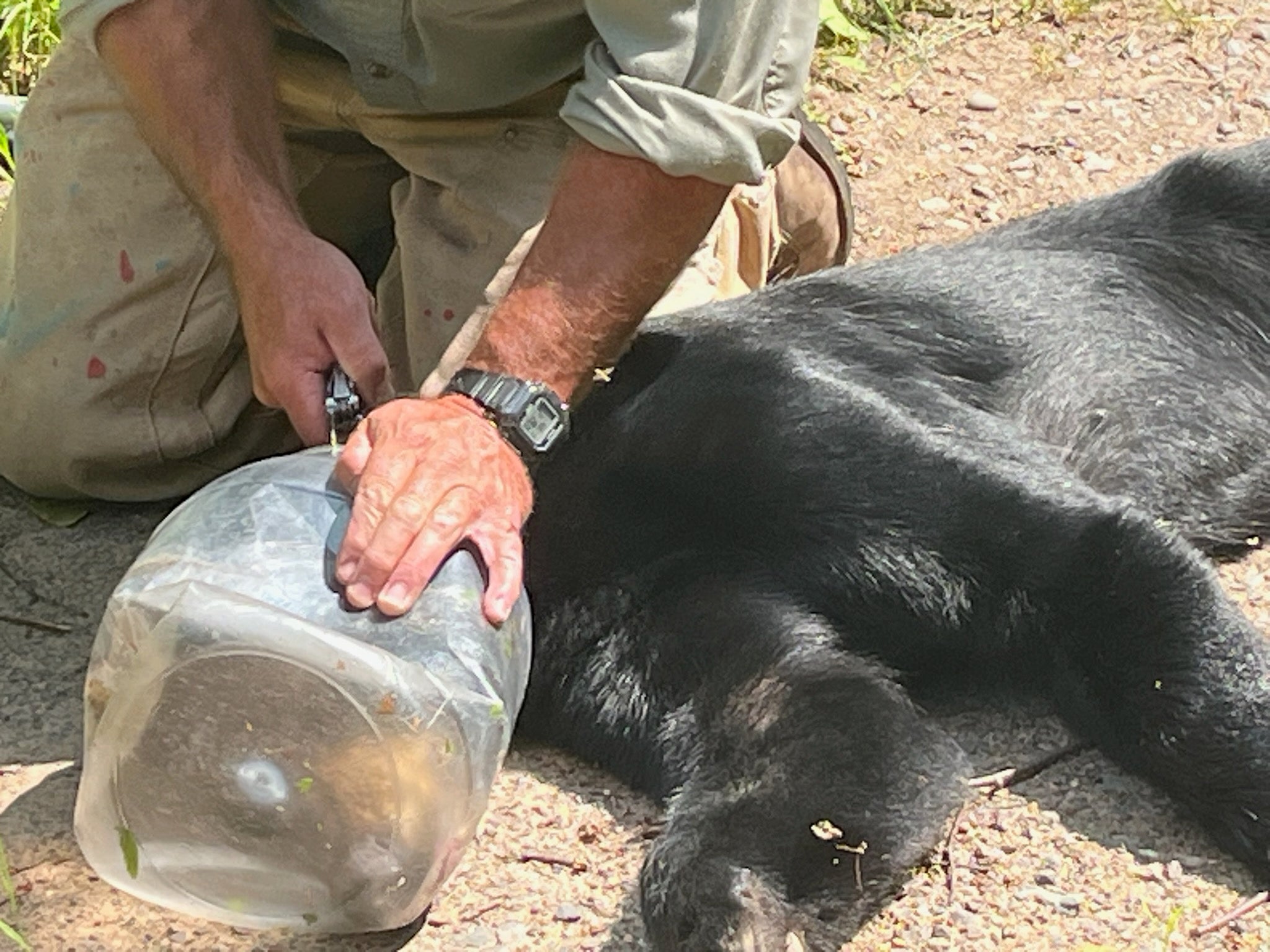 A person kneels beside a black bear lying on the ground, removing a clear plastic container stuck on the bears head.