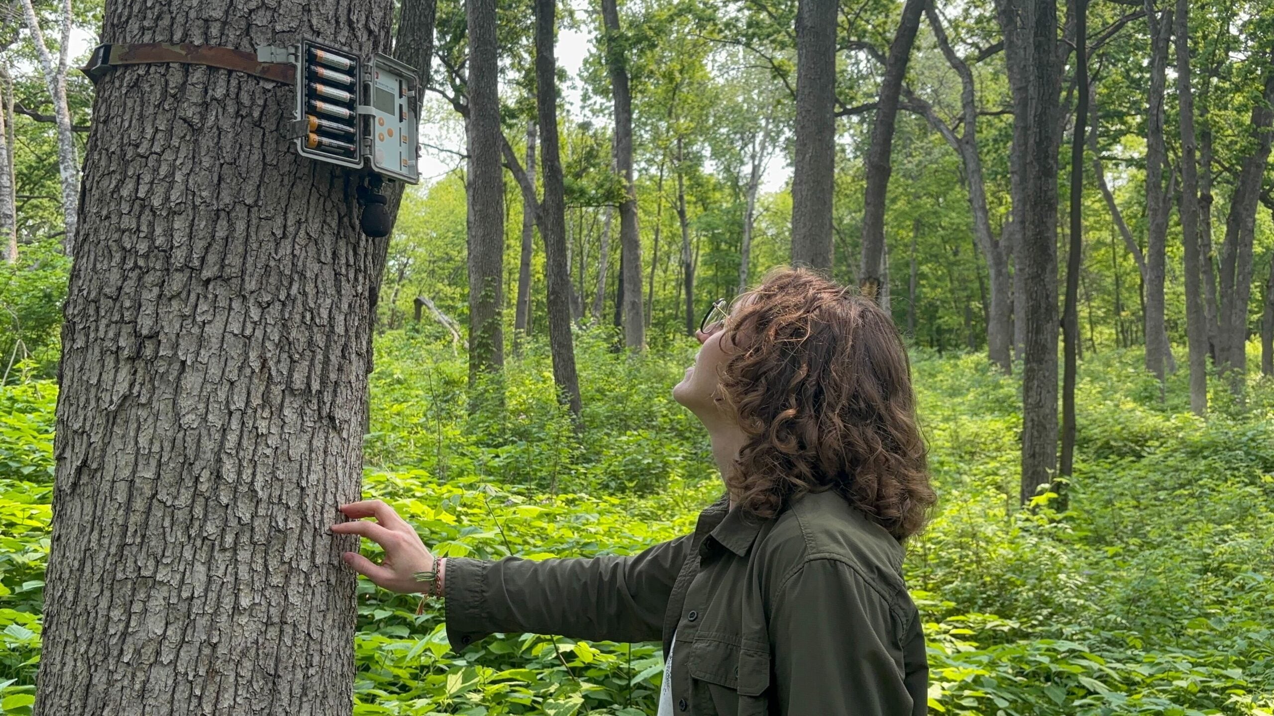 A person in a green jacket looks up at a trail camera mounted on a tree in a lush, green forest.