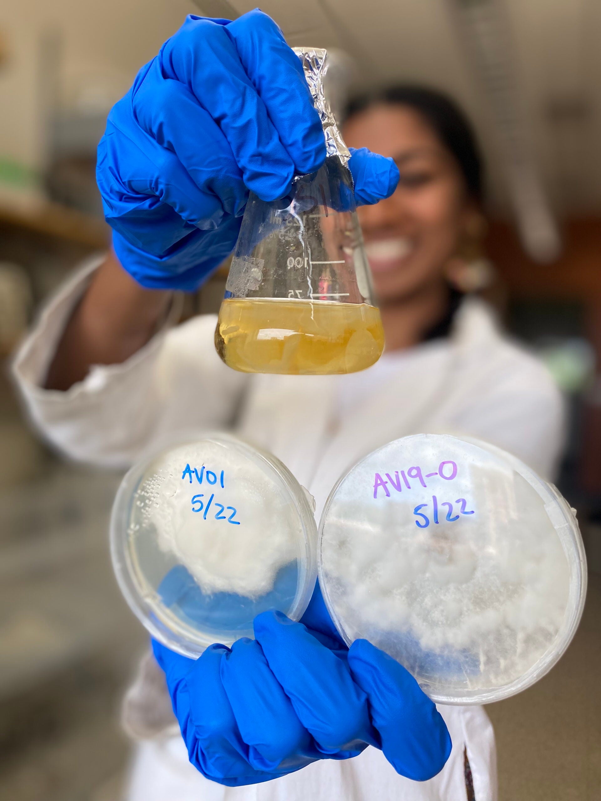 A person wearing blue gloves holds a flask of yellow liquid and two petri dishes labeled AV01 5/22 and AV19-0 5/22 with white colonies growing inside.