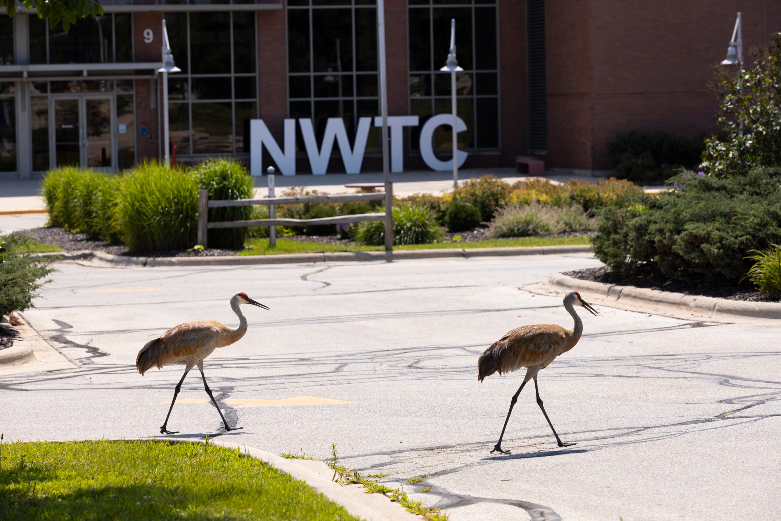 Two sandhill cranes walk across a paved street in front of a building with large NWTC letters in the background.