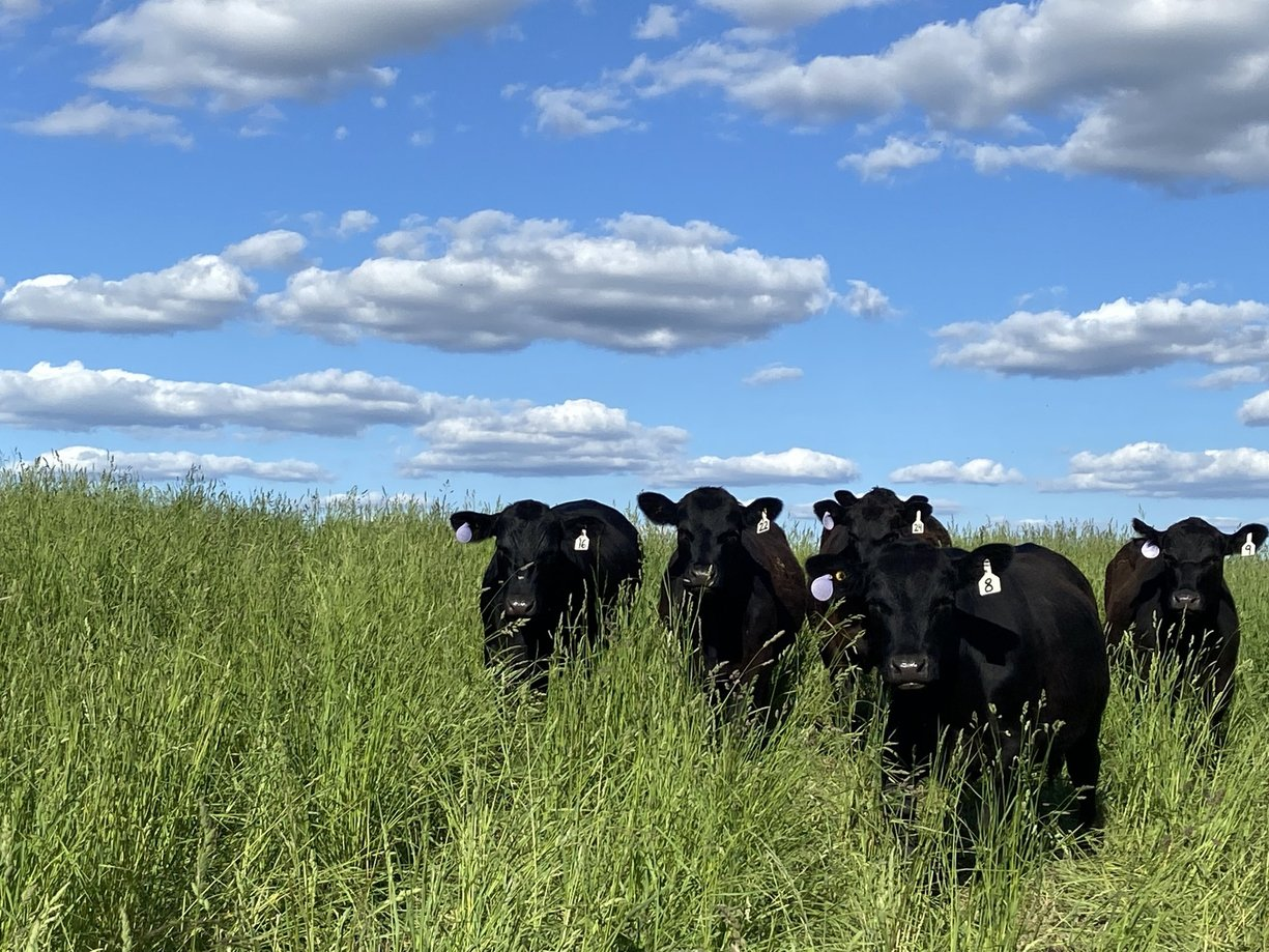 Four black cows stand in a grassy field under a blue sky with scattered white clouds, each wearing numbered ear tags.