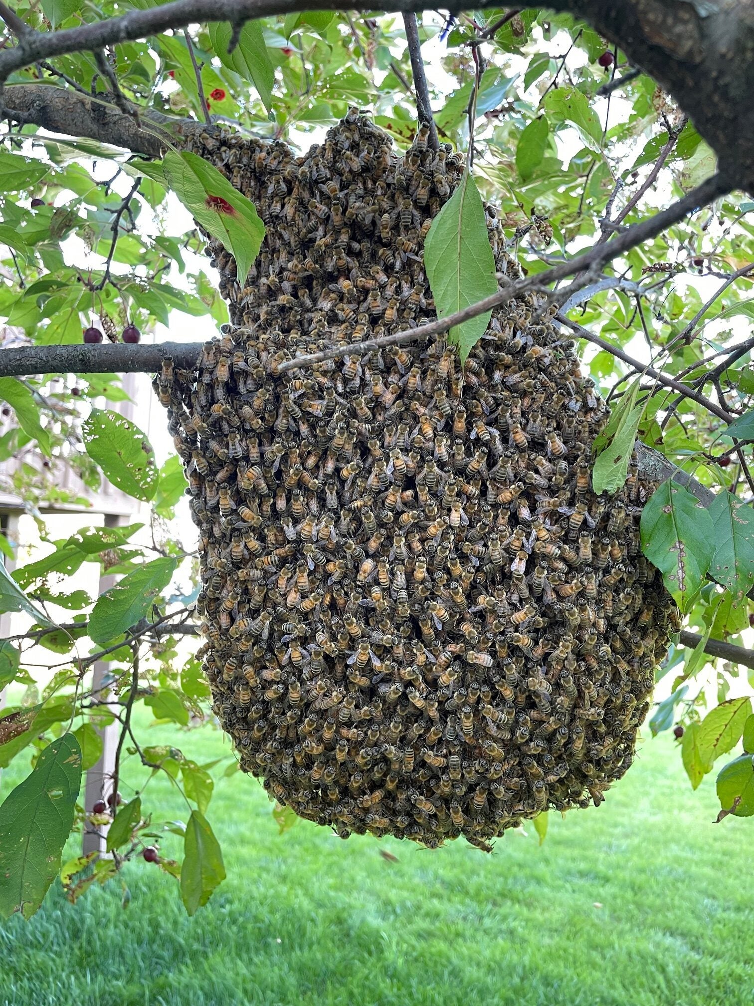 A large swarm of bees clustered together, forming a dense mass hanging from a tree branch with green leaves.