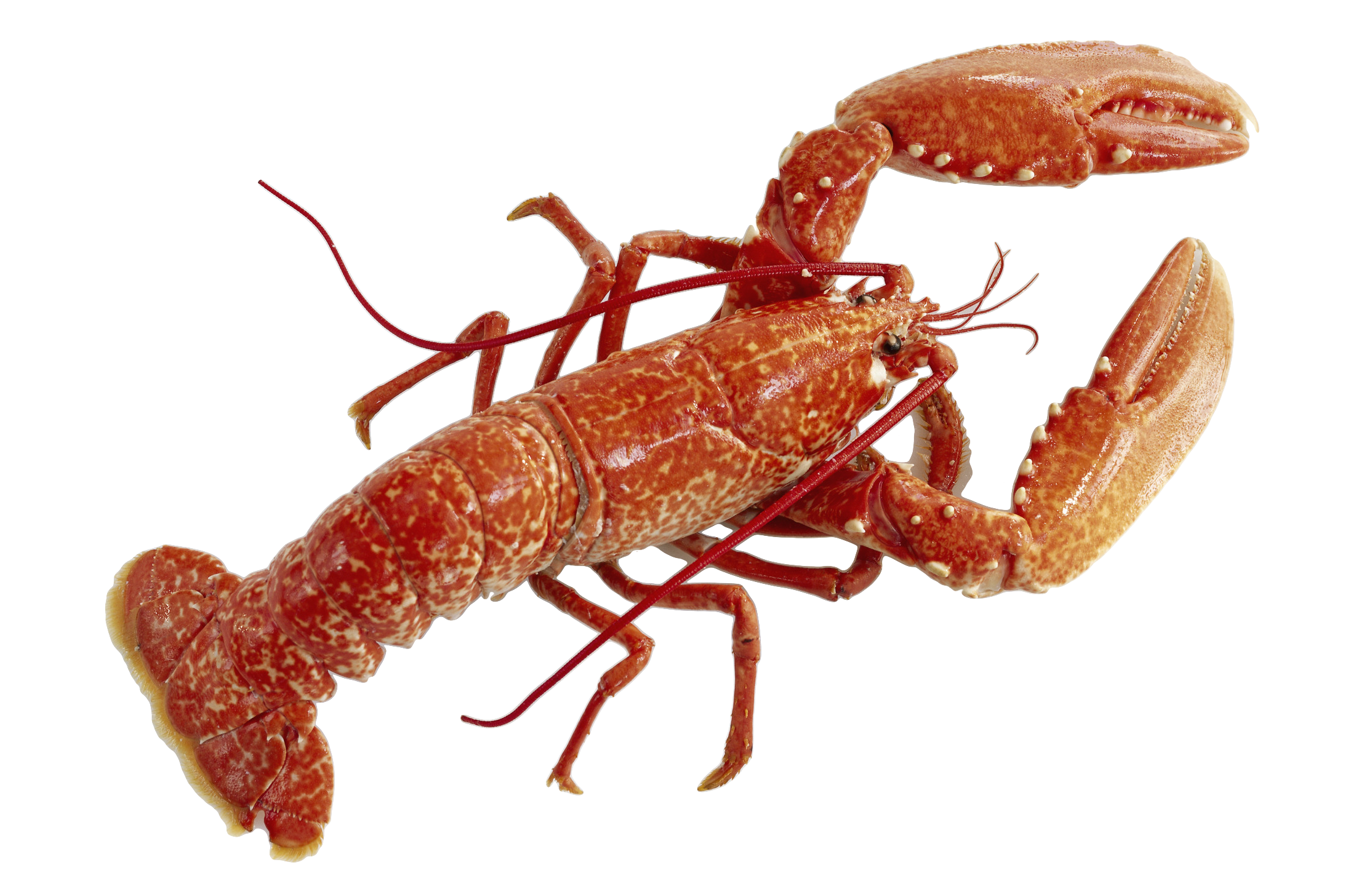 A cooked red lobster with claws extended, shown on a black background.